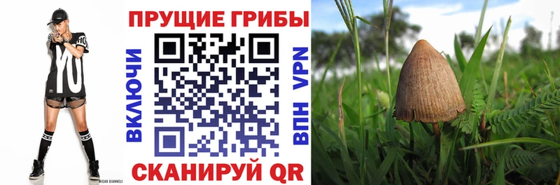 где купить наркоту  Смоленск  Галлюциногенные грибы GOLDEN TEACHER 